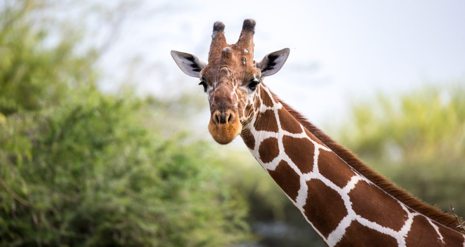 Zoological Society of N.J. appoints John D. Fanburg to executive board - ROI-NJ